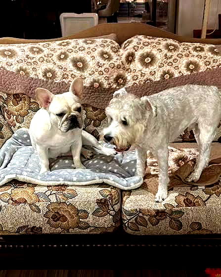 iamdorasnow iamdorasnow archive image