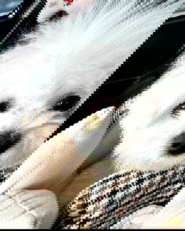 iamdorasnow iamdorasnow archive image