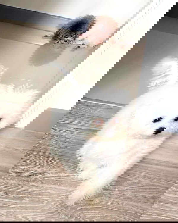 iamdorasnow iamdorasnow archive image