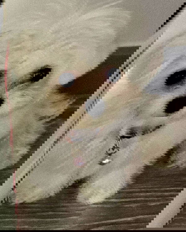 iamdorasnow iamdorasnow archive image