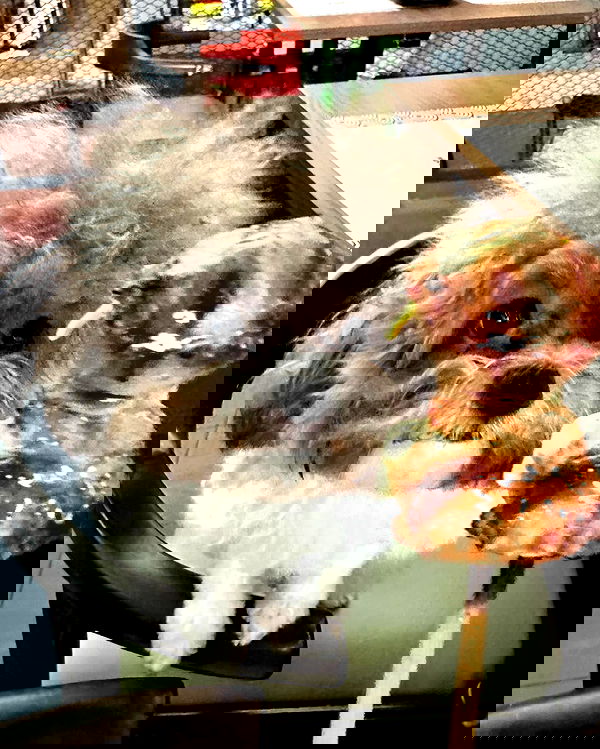 iamdorasnow iamdorasnow archive image