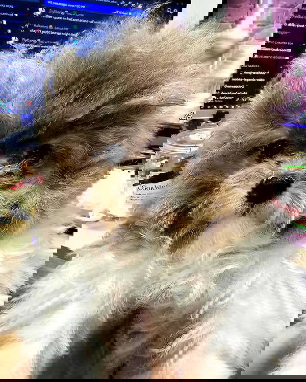 iamdorasnow iamdorasnow archive image