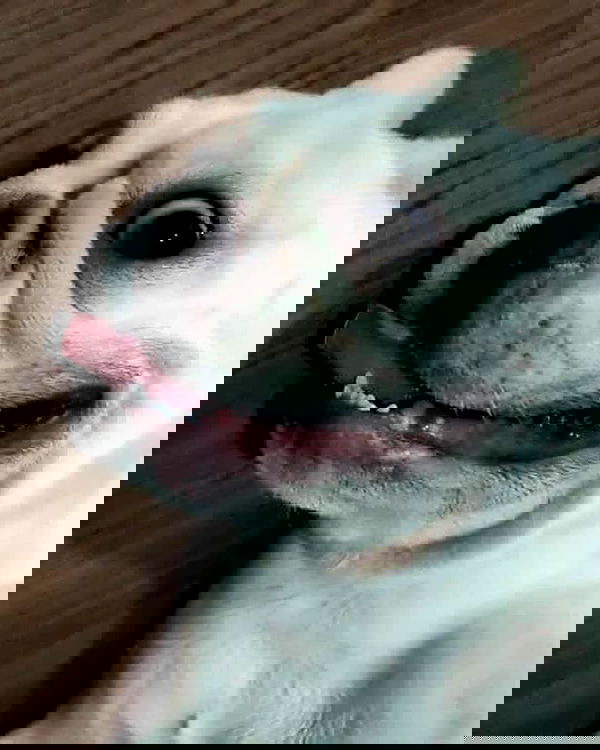 iamdorasnow iamdorasnow archive image