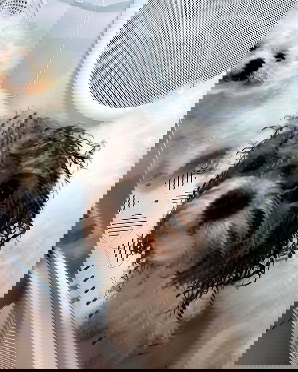 iamdorasnow iamdorasnow archive image