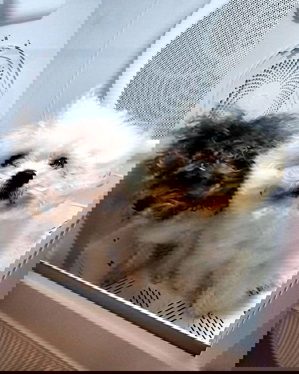 iamdorasnow iamdorasnow archive image