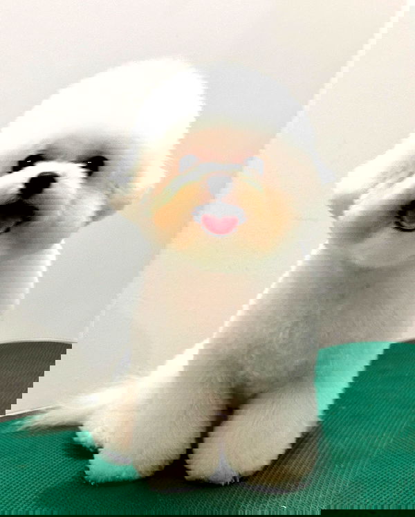 iamdorasnow iamdorasnow archive image