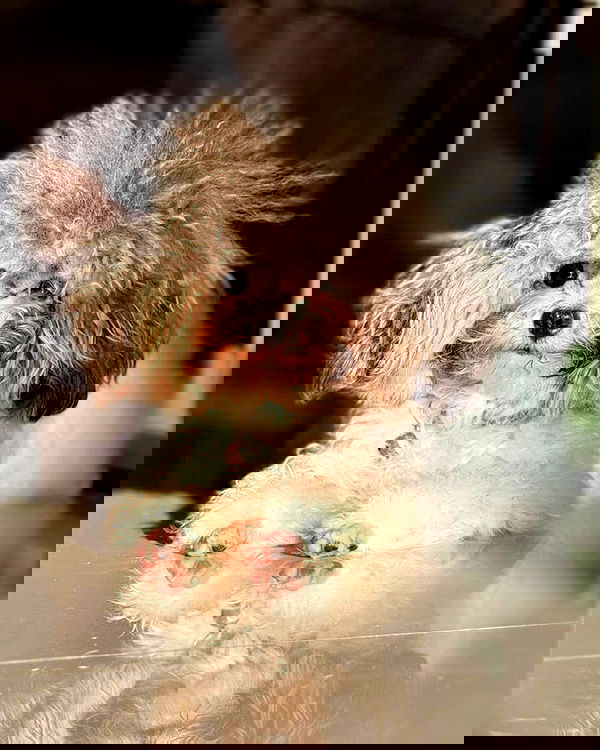 iamdorasnow iamdorasnow archive image