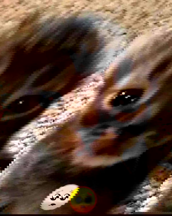 iamdorasnow iamdorasnow archive image