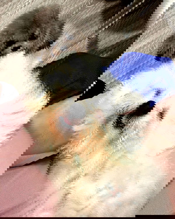 iamdorasnow iamdorasnow archive image