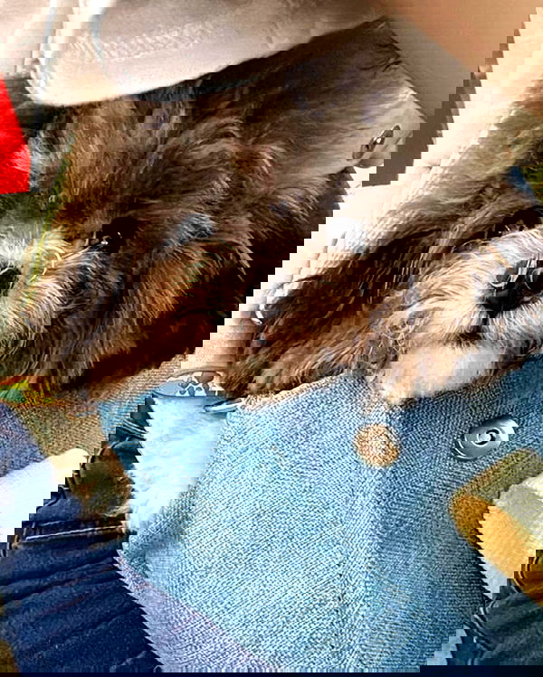 iamdorasnow iamdorasnow archive image