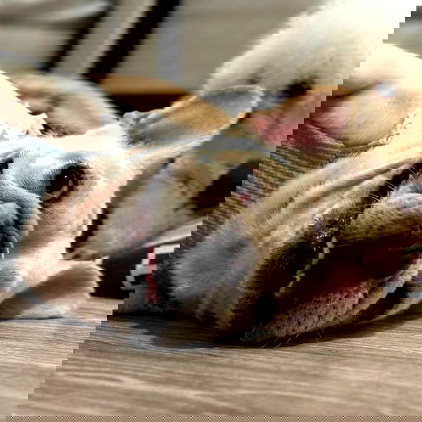 iamdorasnow iamdorasnow archive image