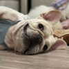iamdorasnow Altpins Profile Picture