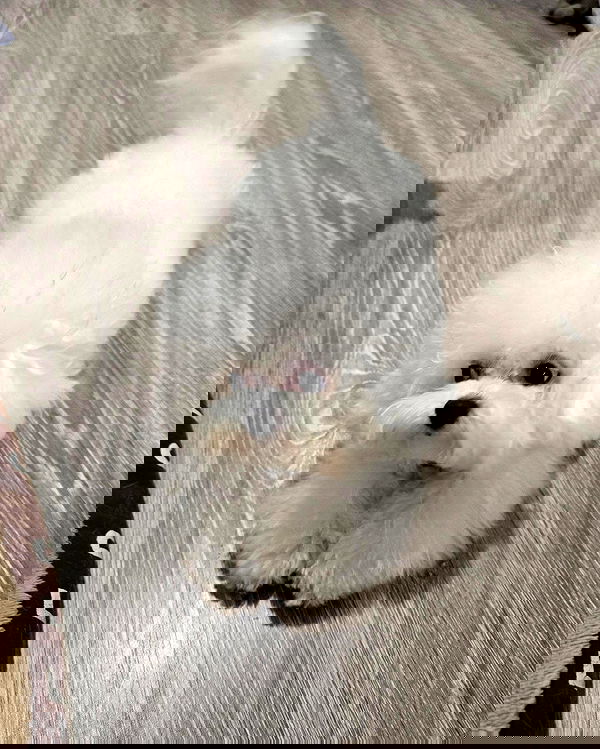 iamdorasnow iamdorasnow archive image