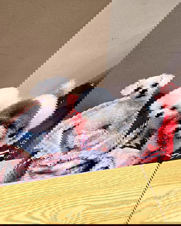 iamdorasnow iamdorasnow archive image