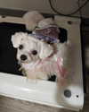iamdorasnow Altpins Profile Picture