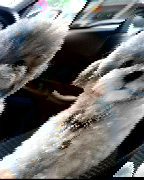 iamdorasnow iamdorasnow archive image