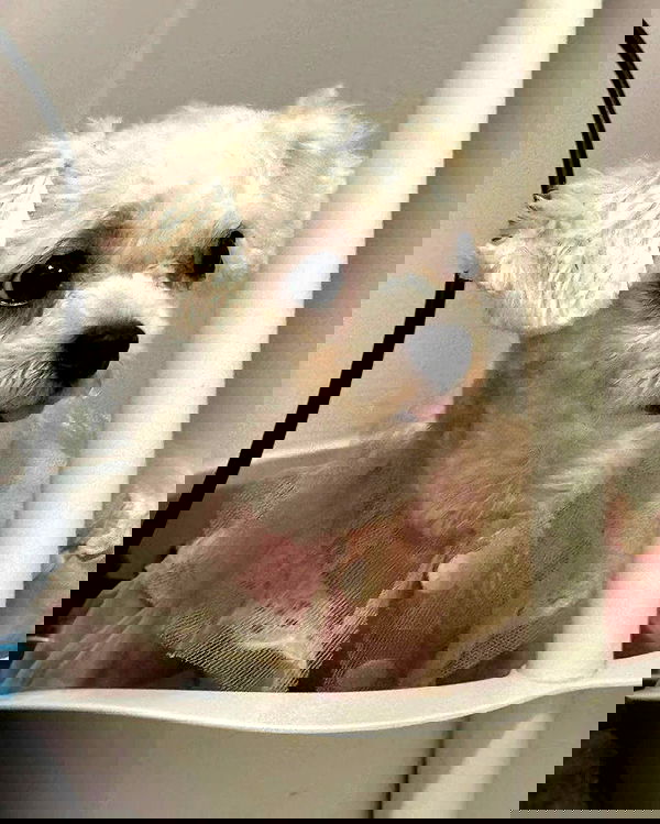 iamdorasnow iamdorasnow archive image