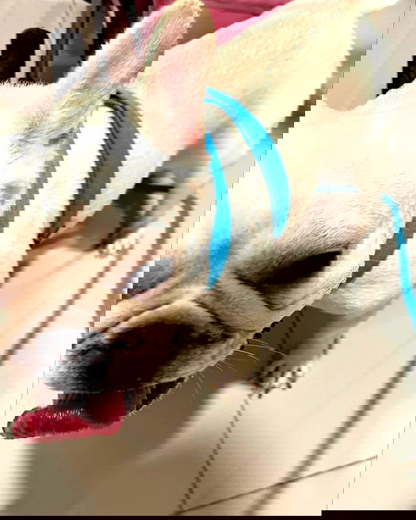 iamdorasnow iamdorasnow archive image