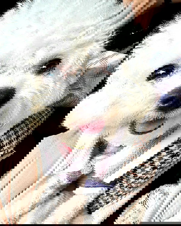 iamdorasnow iamdorasnow archive image