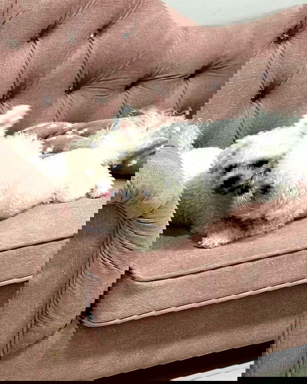 iamdorasnow iamdorasnow archive image