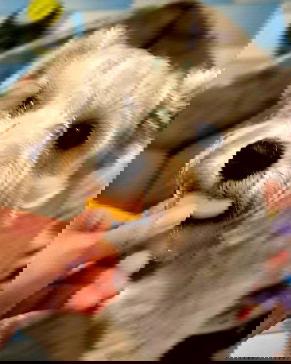 iamdorasnow iamdorasnow archive image