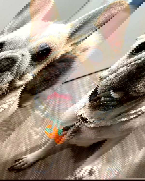 iamdorasnow iamdorasnow archive image