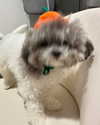 iamdorasnow Altpins Profile Picture