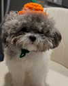 iamdorasnow Altpins Profile Picture
