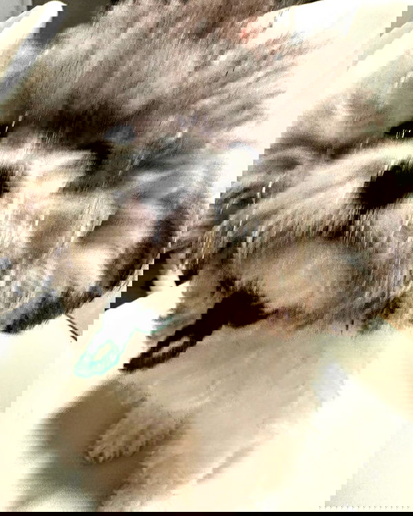 iamdorasnow iamdorasnow archive image