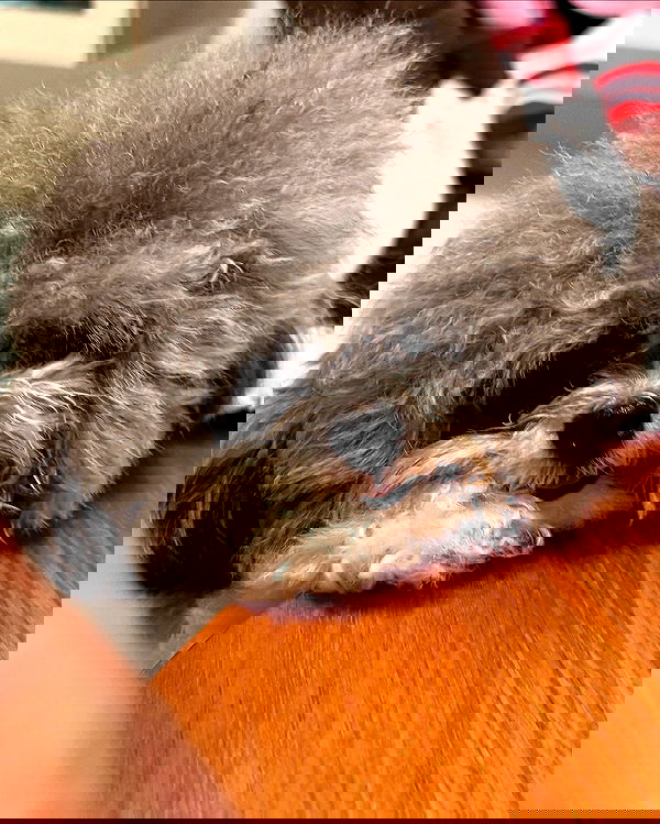 iamdorasnow iamdorasnow archive image