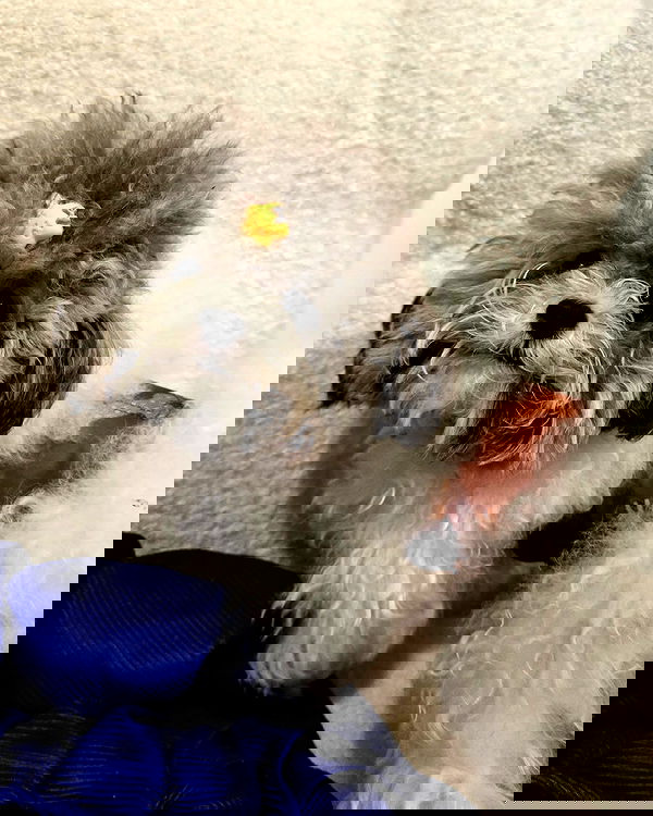 iamdorasnow iamdorasnow archive image