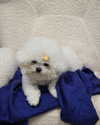 iamdorasnow Altpins Profile Picture