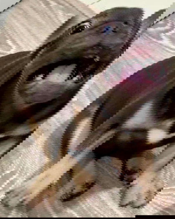 iamdorasnow iamdorasnow archive image