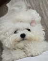 iamdorasnow Altpins Profile Picture