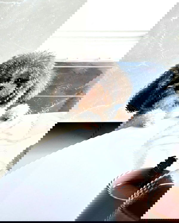 iamdorasnow iamdorasnow archive image