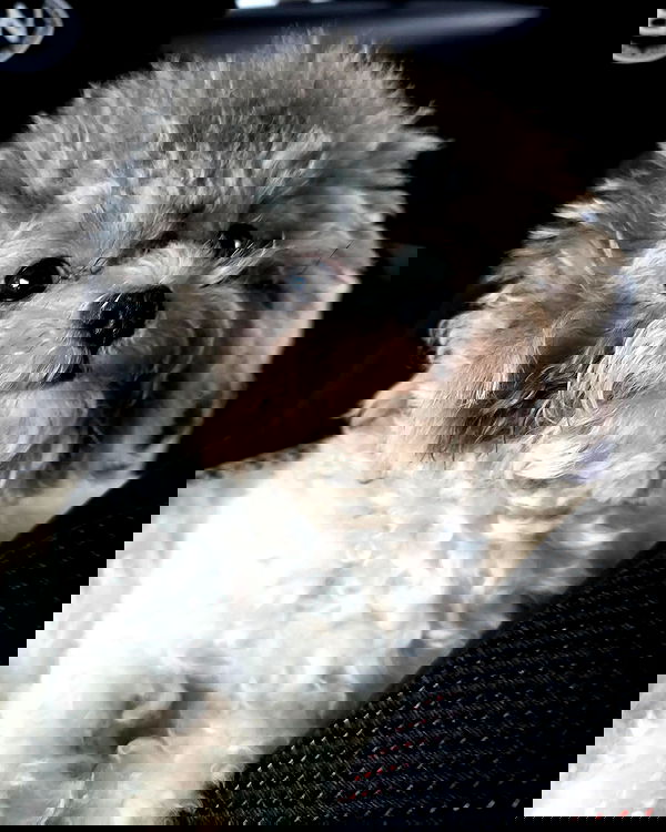 iamdorasnow iamdorasnow archive image