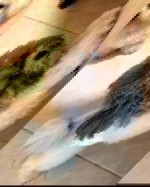 iamdorasnow iamdorasnow archive image