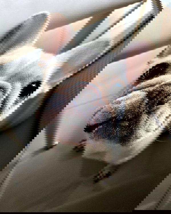 iamdorasnow iamdorasnow archive image