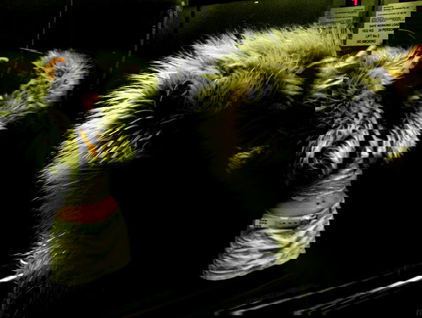 iheartpidge iheartpidge archive image