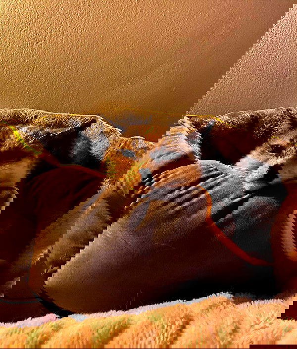 iheartpidge iheartpidge archive image