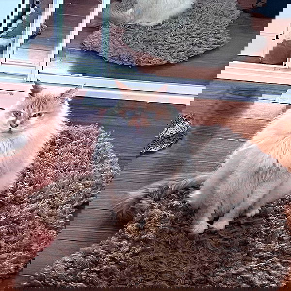 iheartpidge iheartpidge archive image