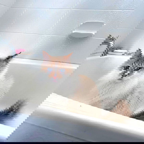 iheartpidge iheartpidge archive image