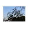 ilana.21 Altpins Profile Picture
