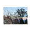 ilana.21 Altpins Profile Picture