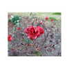ilana.21 Altpins Profile Picture