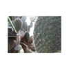 ilana.21 Altpins Profile Picture