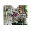 ilana.21 Altpins Profile Picture