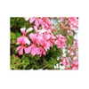 ilana.21 Altpins Profile Picture