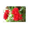 ilana.21 Altpins Profile Picture