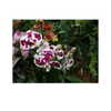 ilana.21 Altpins Profile Picture